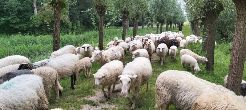 Schapenherder Hollandse Biesbosch Dordrecht