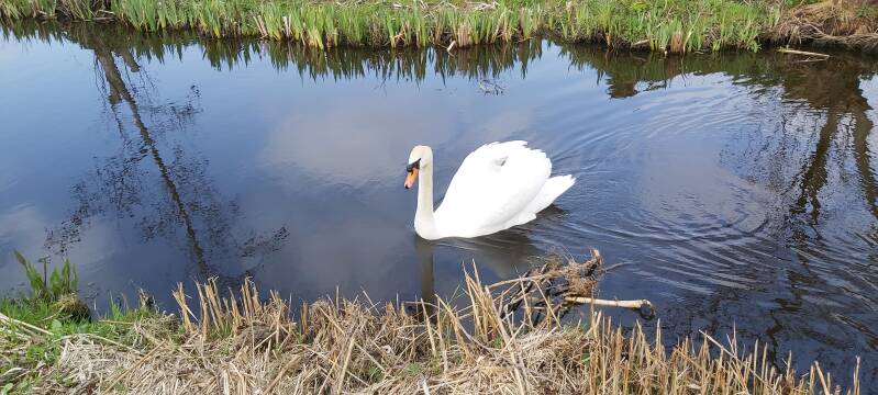 Zwaan Hollandse Biesbosch Dordrecht