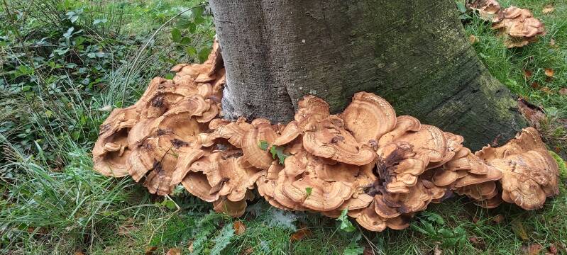 Hollandse Biesbosch Dordrecht