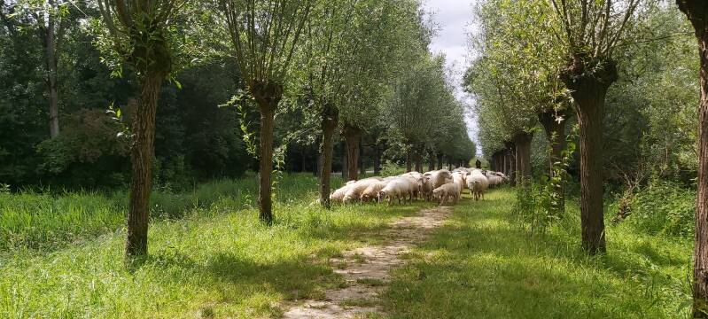 Schapenherder Hollandse Biesbosch Dordrecht