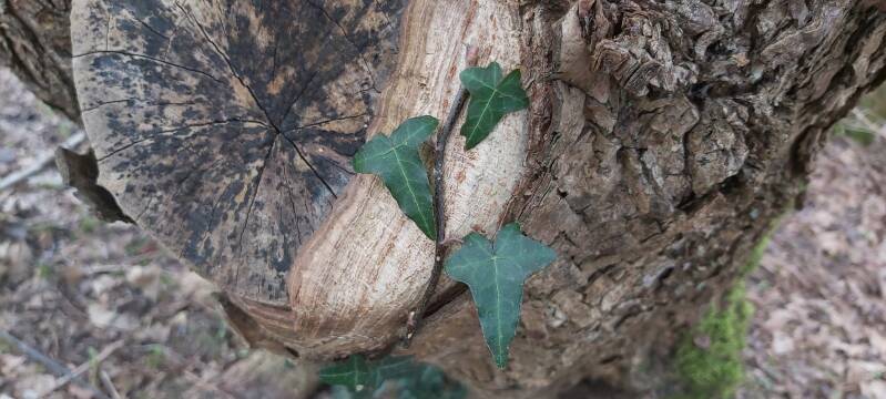 Hollandse Biesbosch Dordrecht