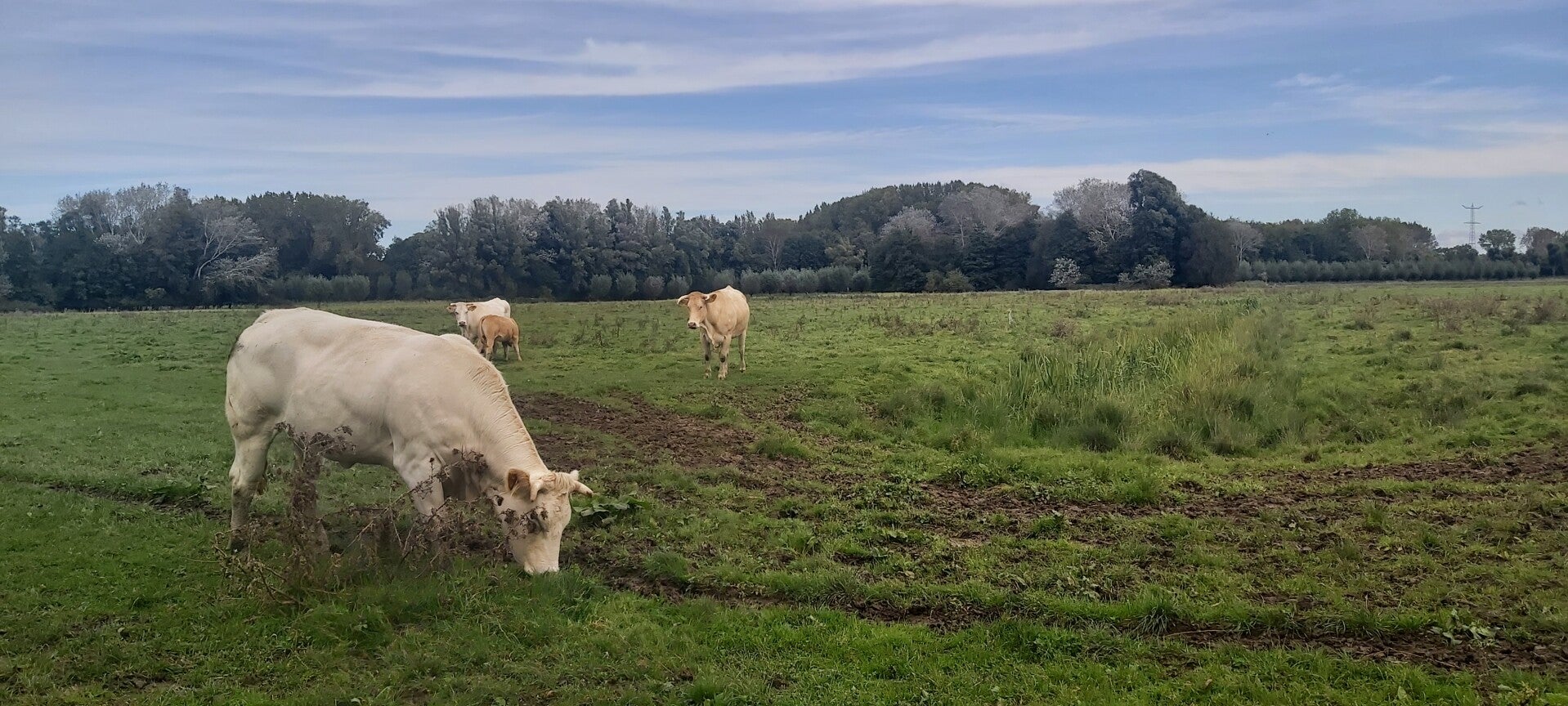 Hollandse Biesbosch Dordrecht