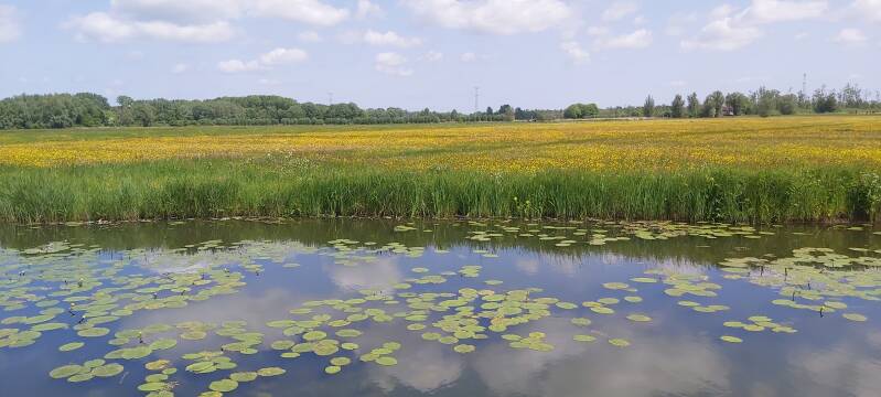 Hollandse Biesbosch Dordrecht