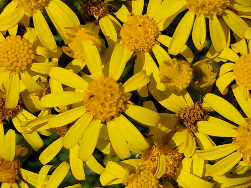 Hollandse Biesbosch Dordrecht