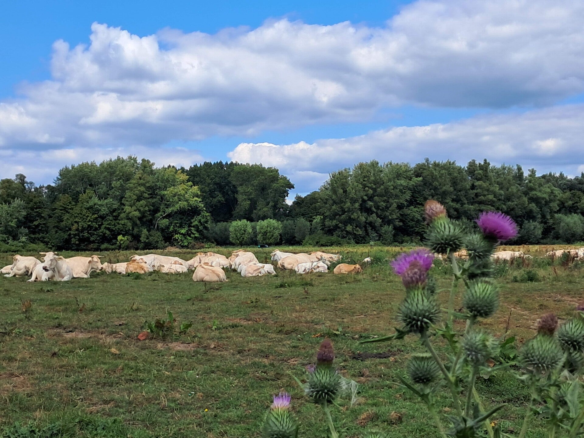 Hollandse Biesbosch Dordrecht