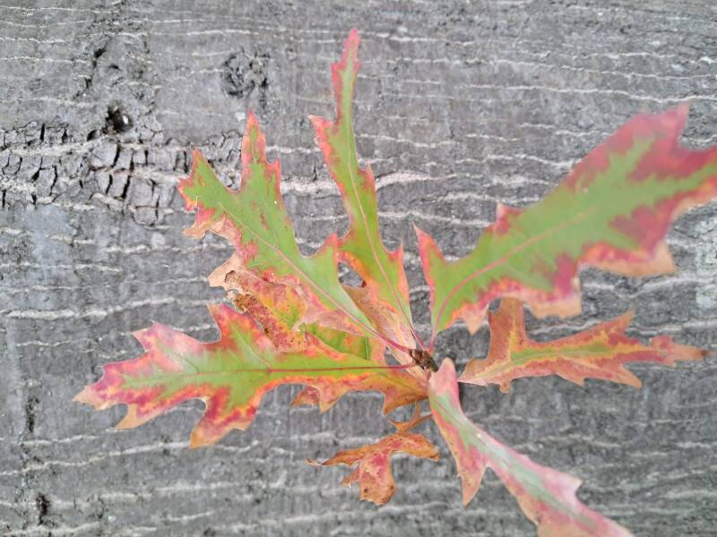 Hollandse Biesbosch Dordrecht