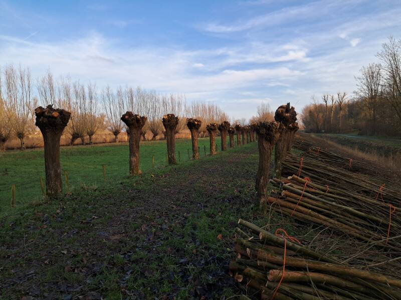 Hollandse Biesbosch Dordrecht