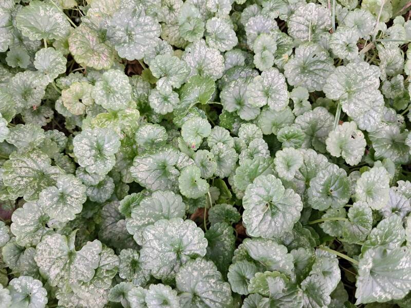 Hollandse Biesbosch Dordrecht