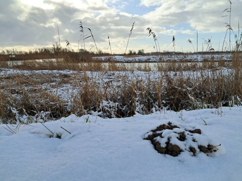 Hollandse Biesbosch Dordrecht
