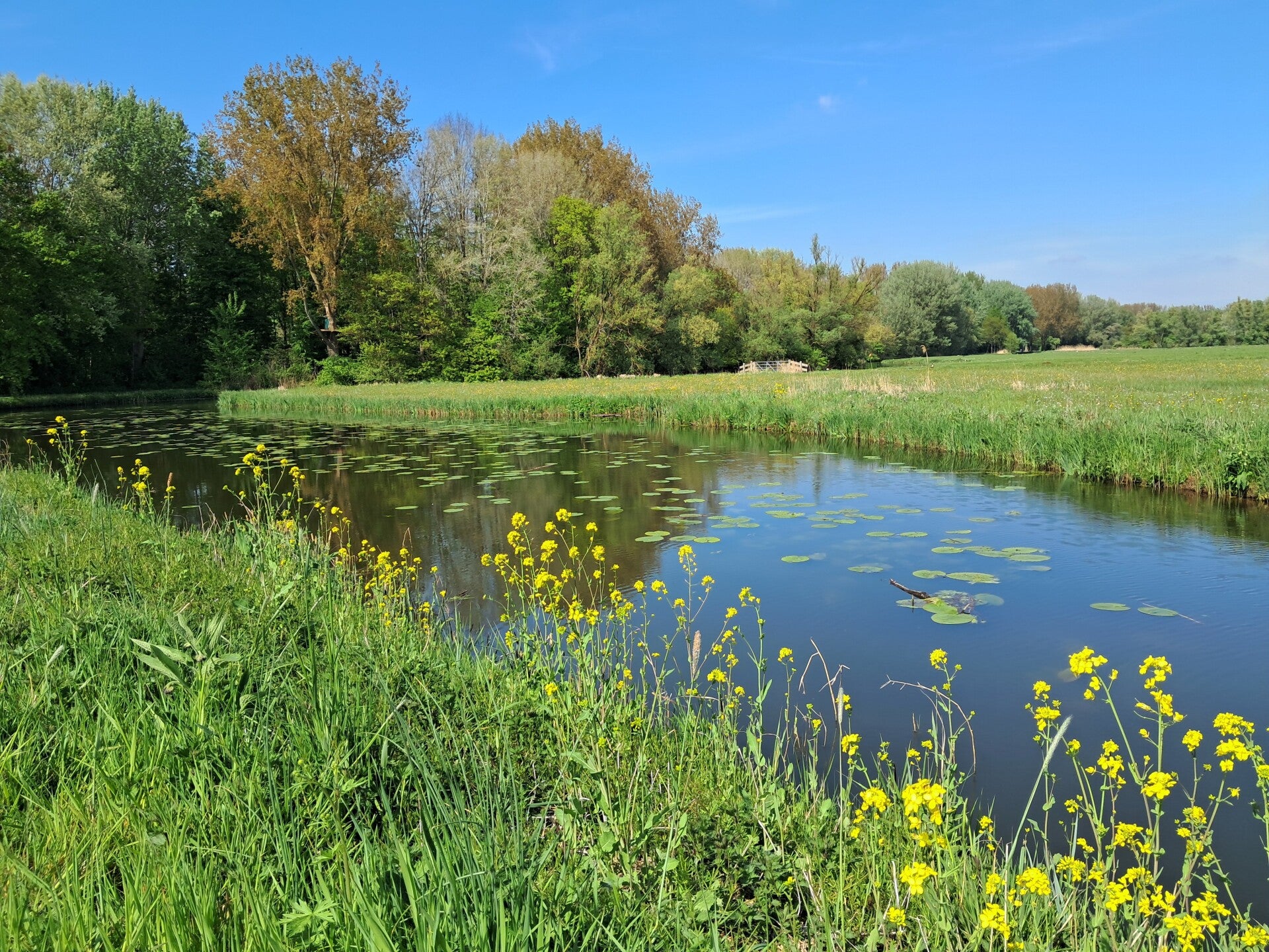 Hollandse Biesbosch Dordrecht