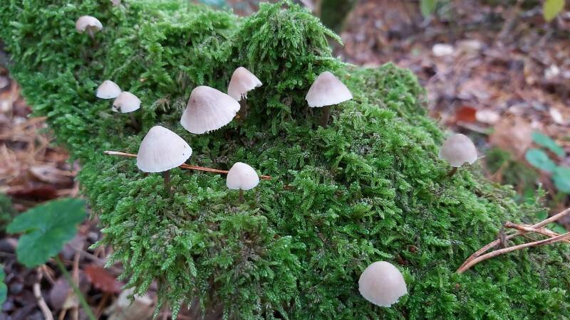 Hollandse Biesbosch Dordrecht