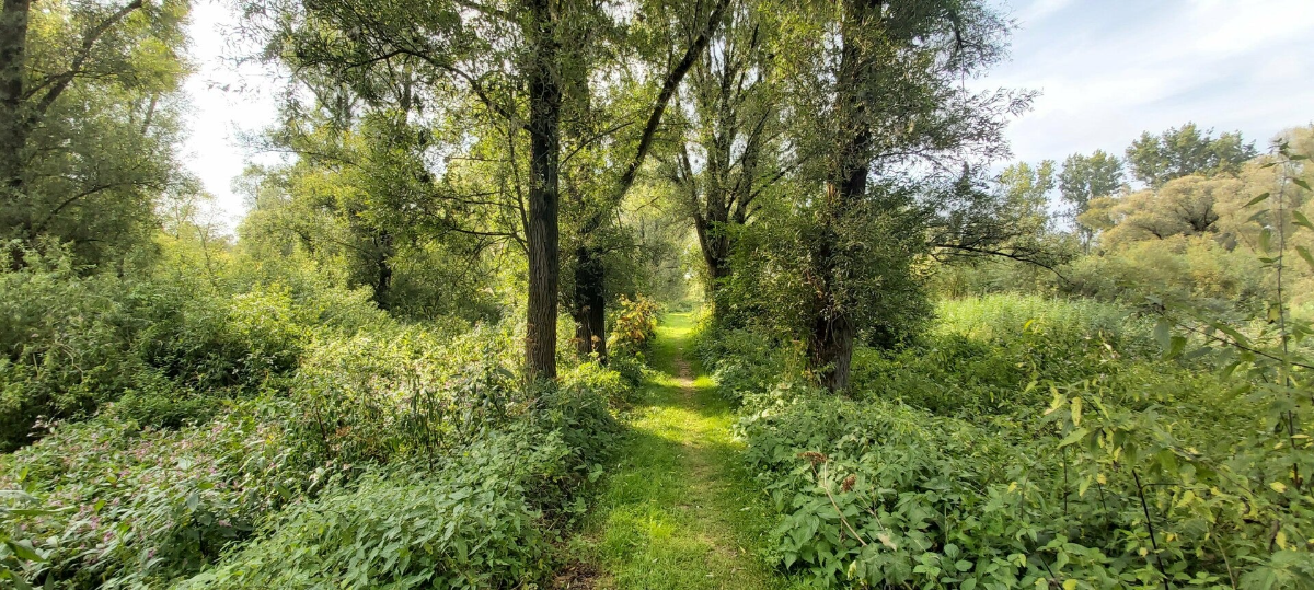 Hollandse Biesbosch Dordrecht