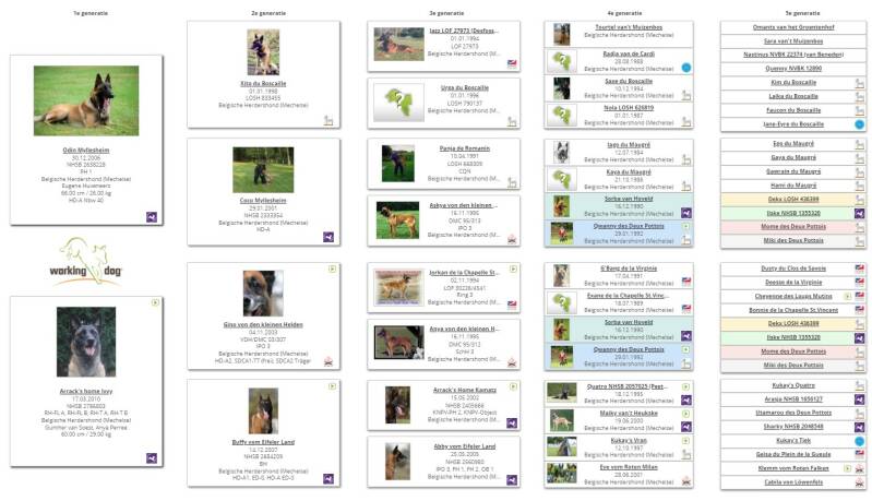 Stamboom Mechelse Herder Dutch Working Mailnois Charly - Yoda