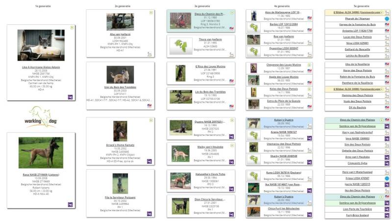 Stamboom Mechelse Herder Nina