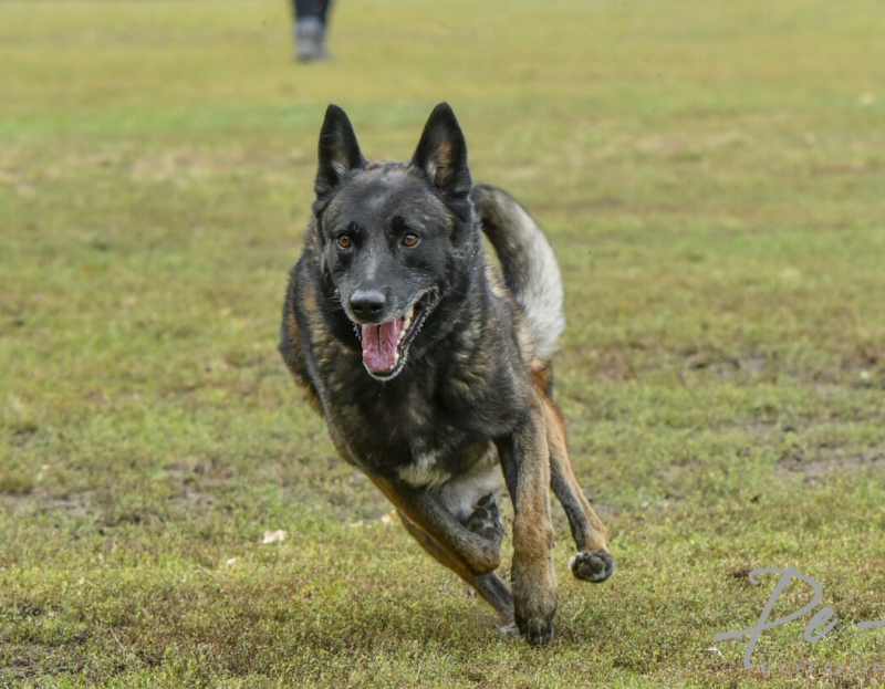 Dutch Working Mailnois Charly - Yoda