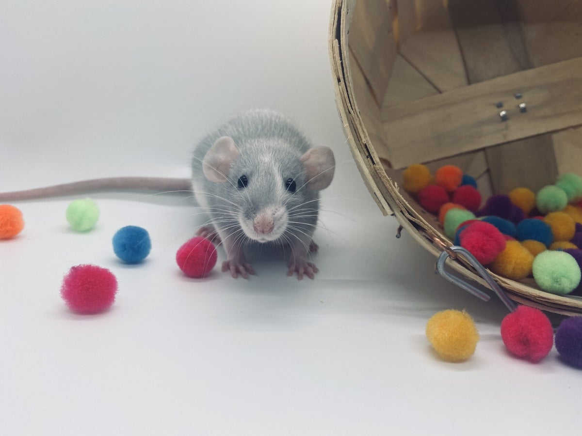 Trash Rats Rattery Bringing Your Rats Home / Basic Care Info/Tips | Little Whiskers ...