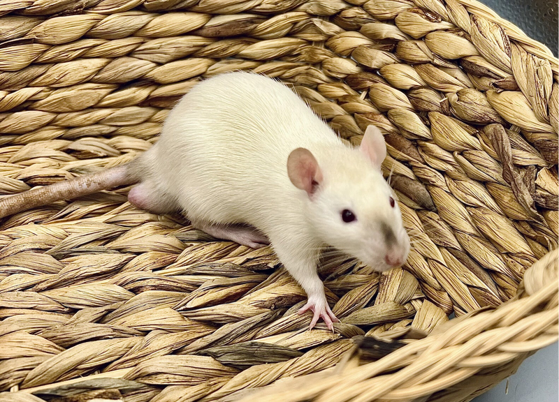 Trash Rats Rattery Rats & Kids / Basic Care Info/Tips | Little Whiskers Rattery and Co.