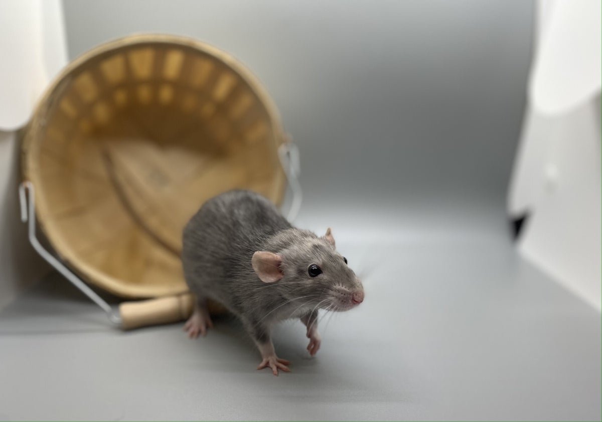 Small Ratter Little Whiskers Rattery and Co.