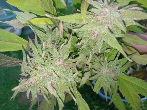 10 FEMINIZED