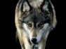Timberwolf Delta 9 Seed