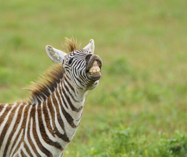 Lachende zebra...