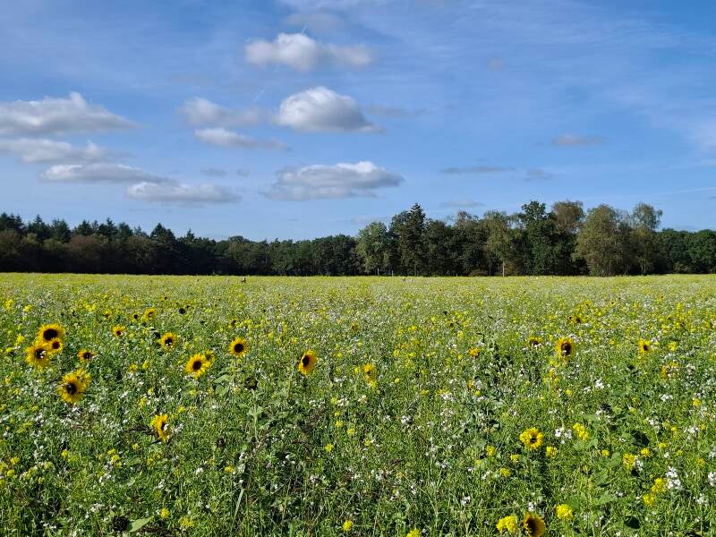 wandelen-60-3-standard.jpg