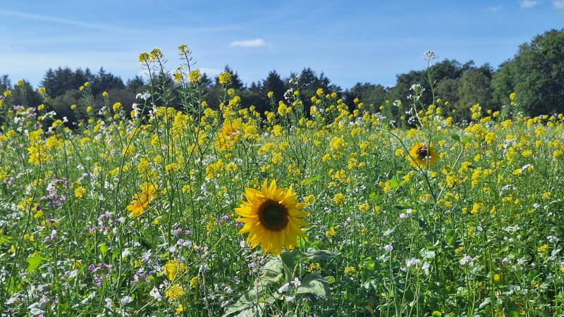 wandelen-60-7-standard.jpg
