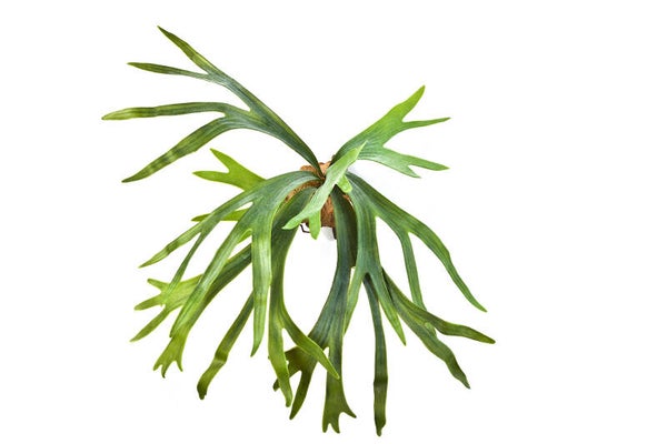 Staghorn Fern 50cm