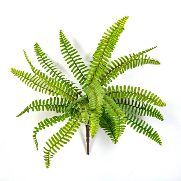 Wild Boston Fern 30cm