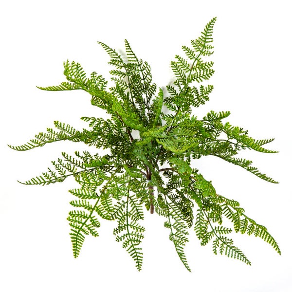 Wood Fern 30cm