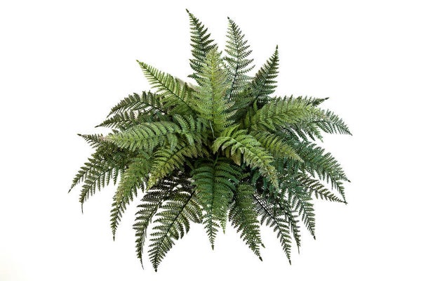 Fern Bush Plastic 70cm