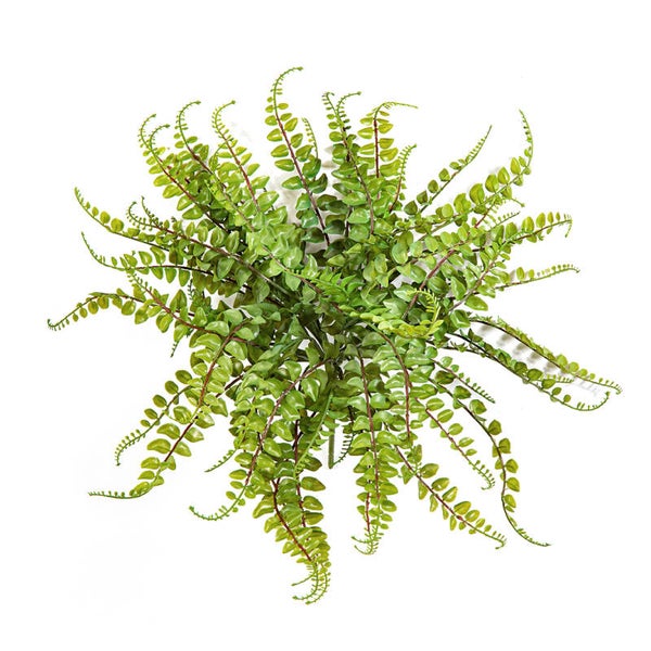 Asplenium Maidenhair 40cm