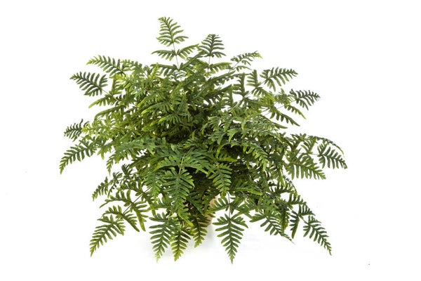 Athurium Fern 90cm