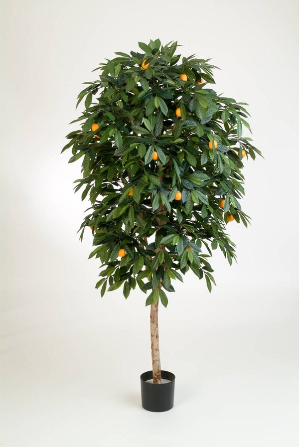 Mandarine Orange Tree