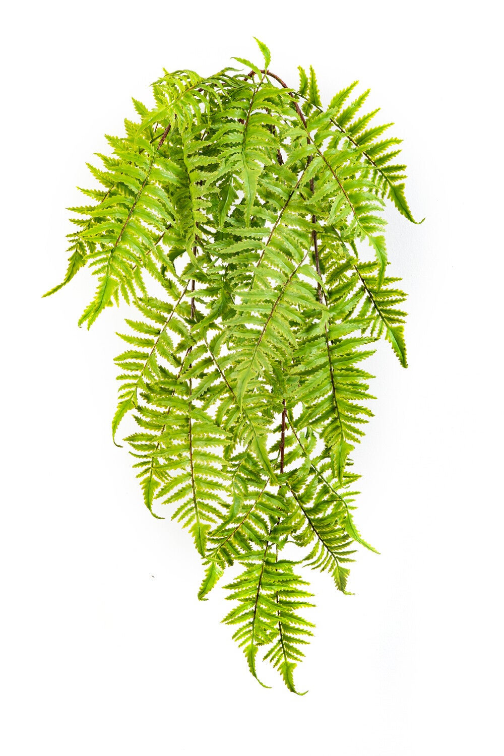 Cinnamon Fern Hanging Bush 60cm