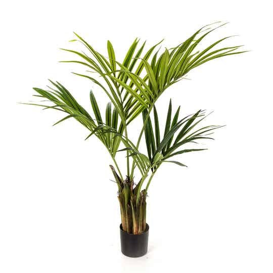 Natural Kentia Palm