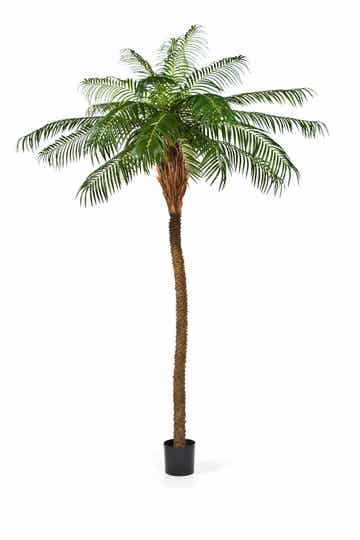 Phoenix Palm De Luxe