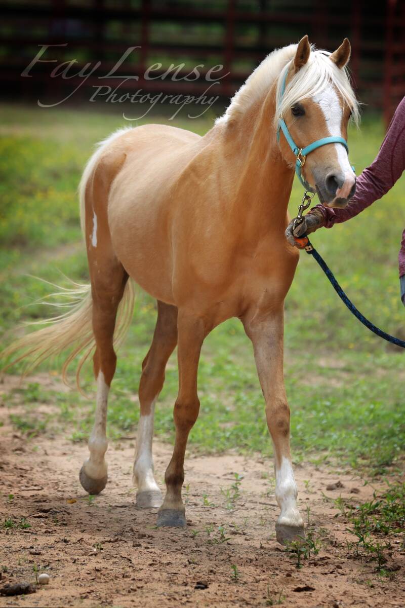 Faylins anticipation sec b welsh near texas louisiana hunter jumper ponies faylin welsh