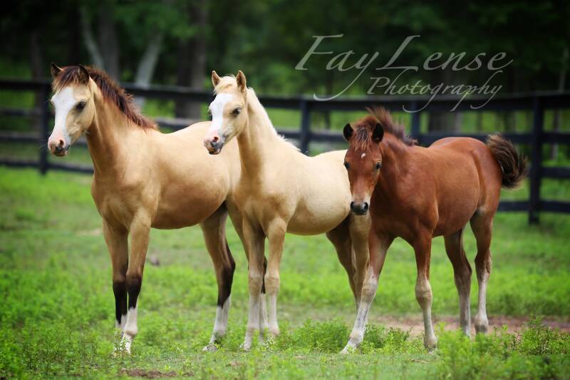 Faylin Welsh Ponies Faylins Disco Dancer Faylins Believe It Or Not Faylins Brilliant Impression Welsh Ponies Sec B Buckskin Bay Palomino Louisiana Near Texas Kid friendly Ponies
