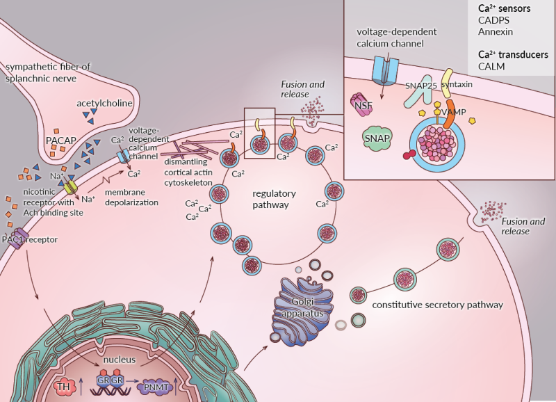 wetenschappelijke illustratie norepinefrine