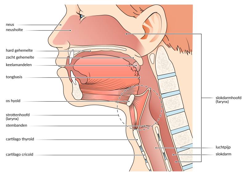 overzichtsillustratie anatomie