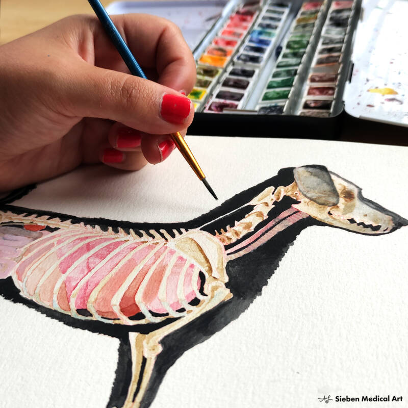 The anatomy of a domestic dog