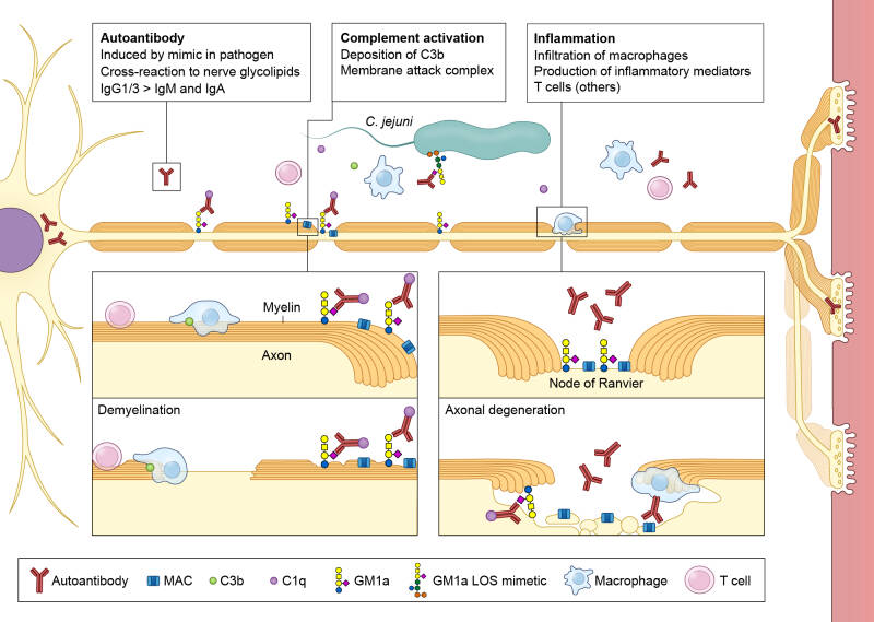 wetenschappelijke illustratie neuron