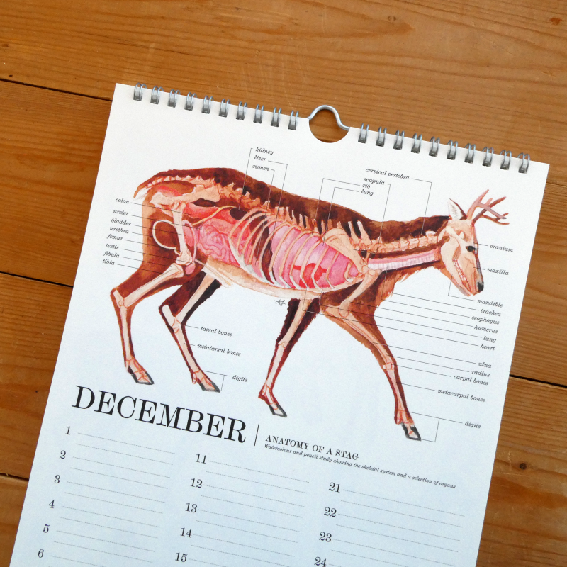 animal anatomy calendar