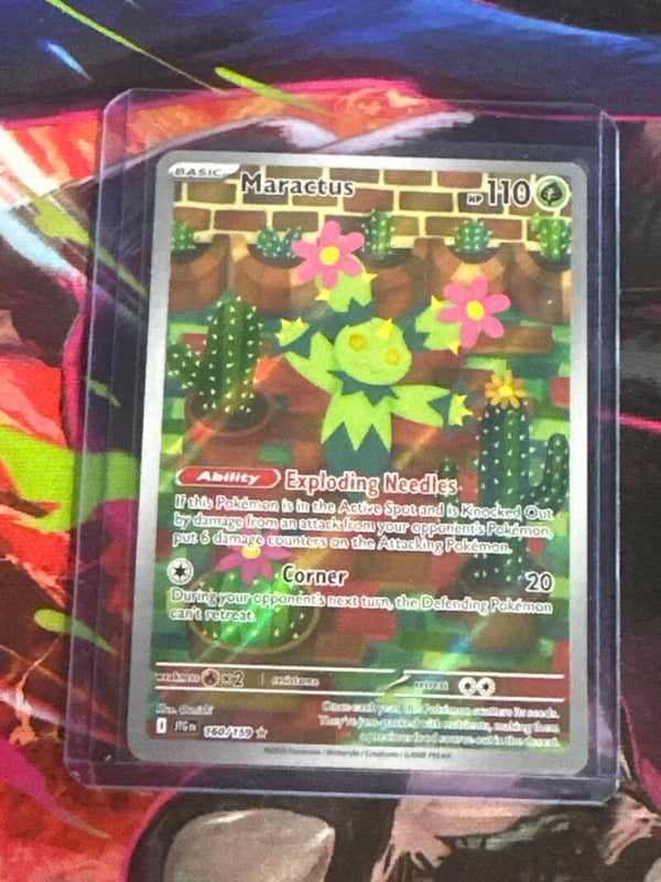 Maractus