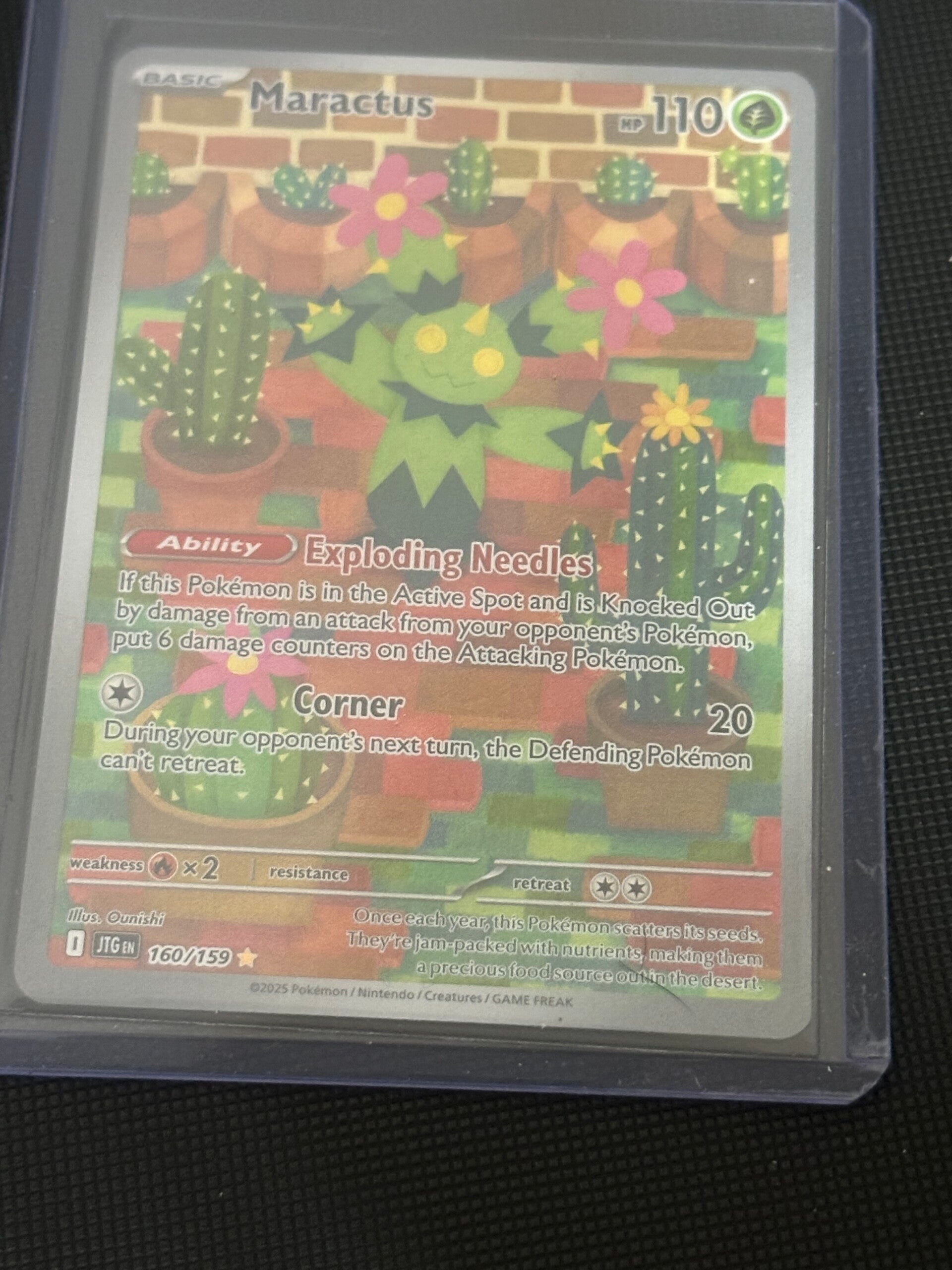 Maractus