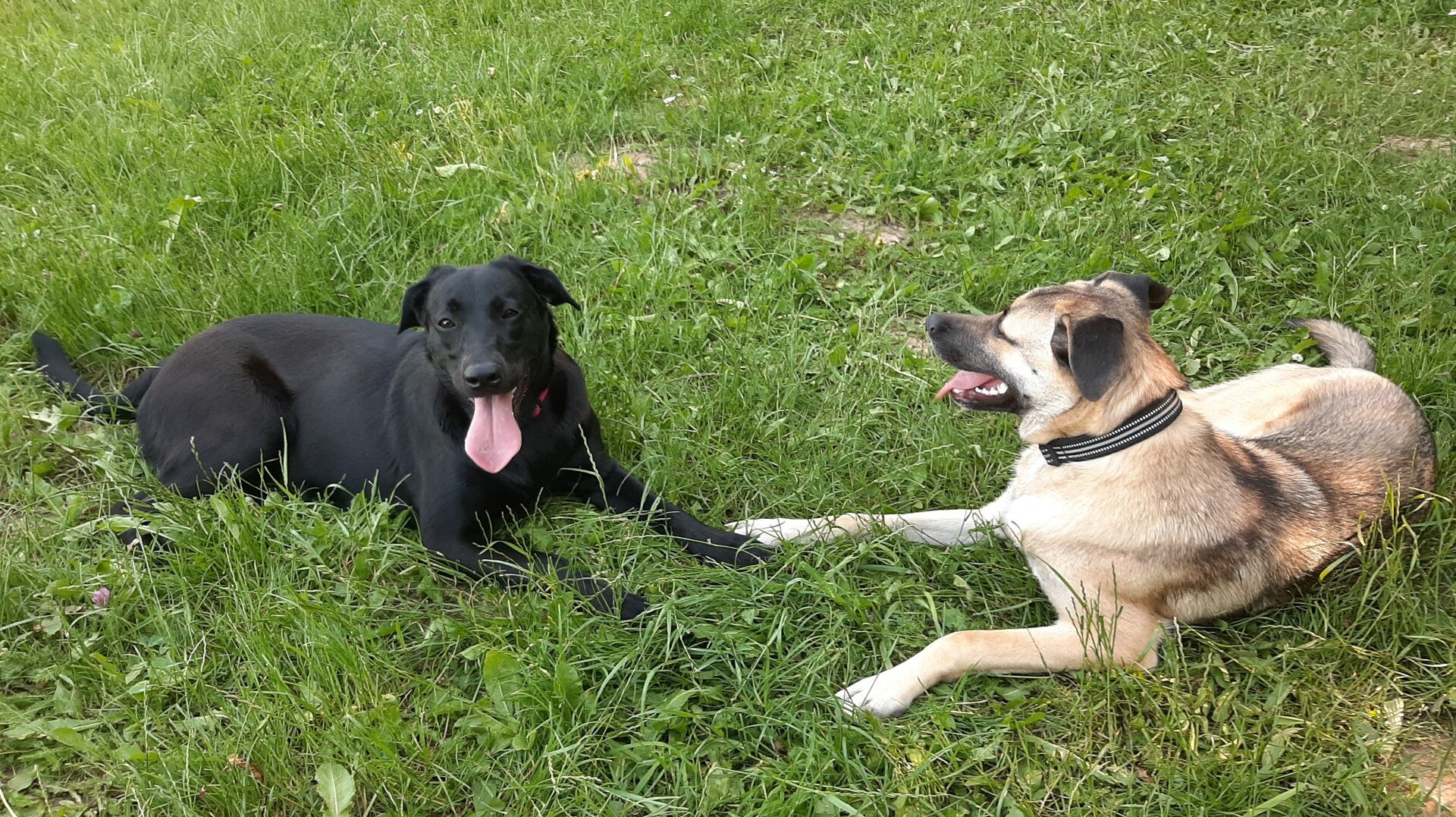 stress bij honden
