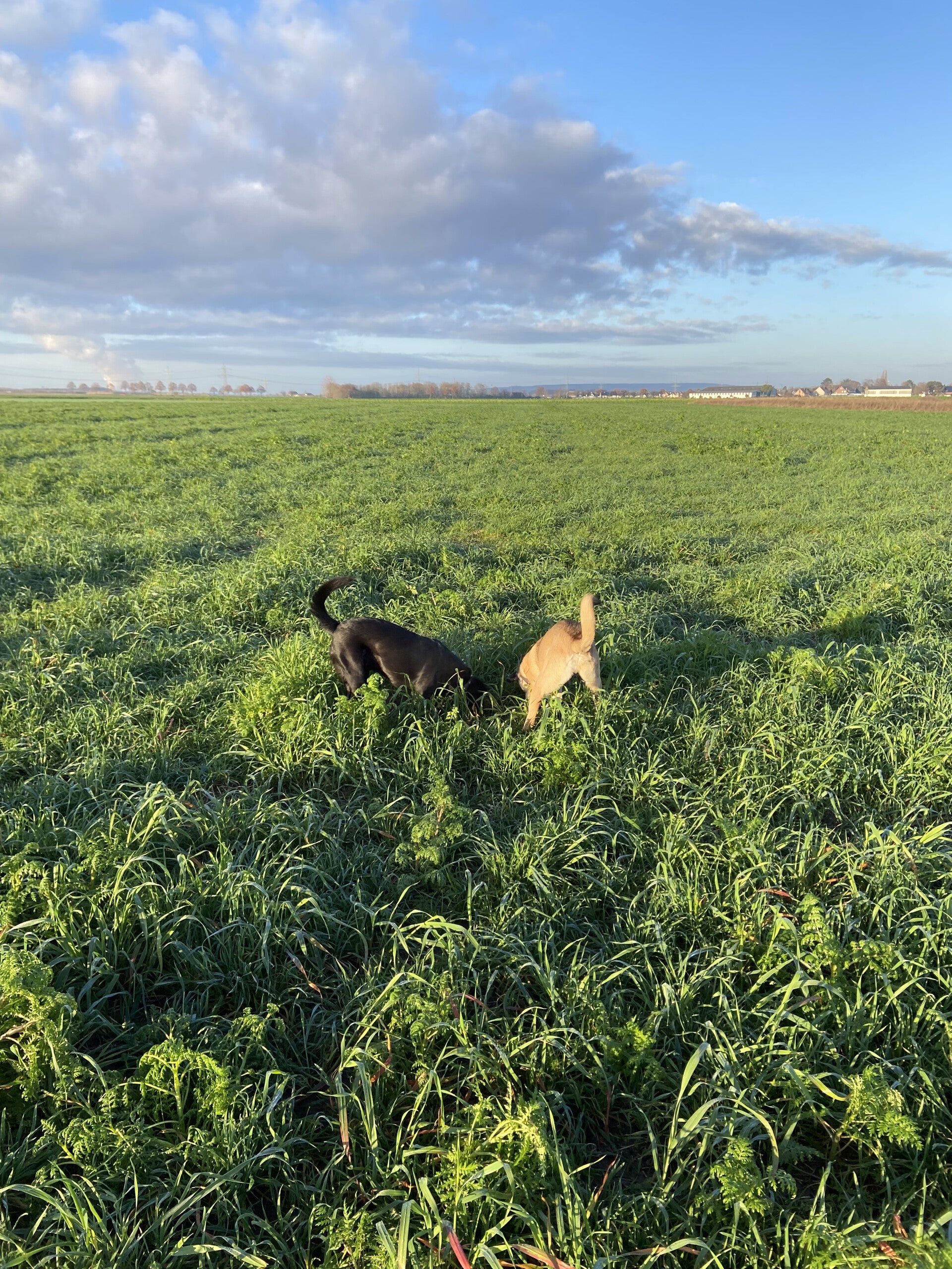 stress signalen hond