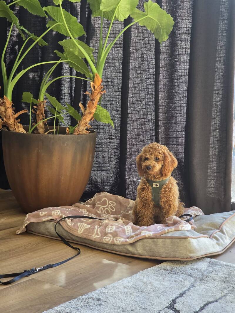 Plaatstraining hond