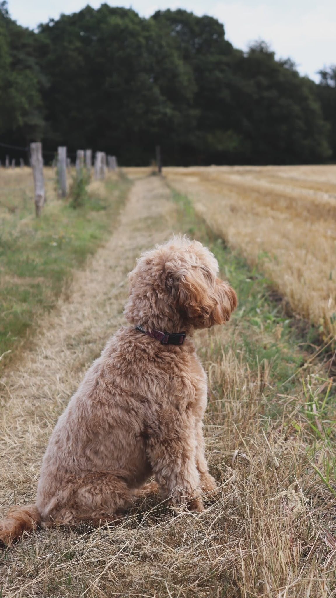 stress hond symptomen